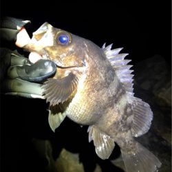 初釣りメバリング