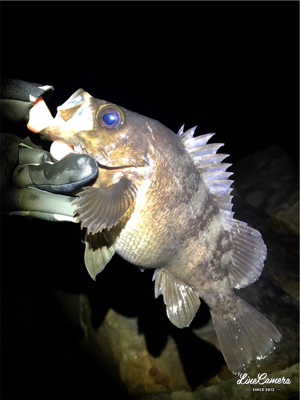 初釣りメバリング