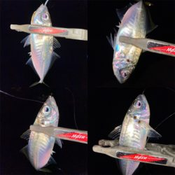 アジング楽しい