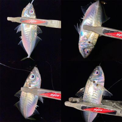 アジング楽しい