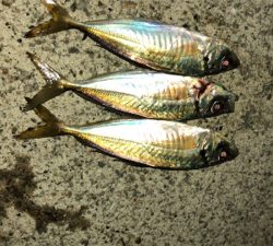 アジングナイト(初釣り成功)