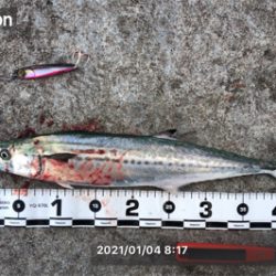 1月4日の親海公園