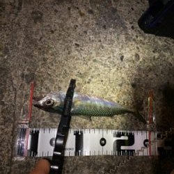 短時間アジング　本番