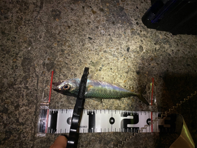 短時間アジング　本番