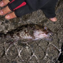 初釣り、鱗付け