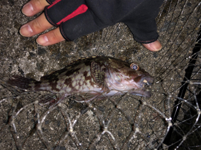 初釣り、鱗付け