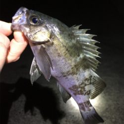 ナイトゲームメバリング