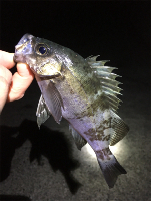 ナイトゲームメバリング