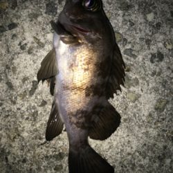 2021ライトゲーム第1戦