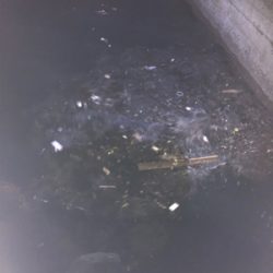 水温が下がったっぽい