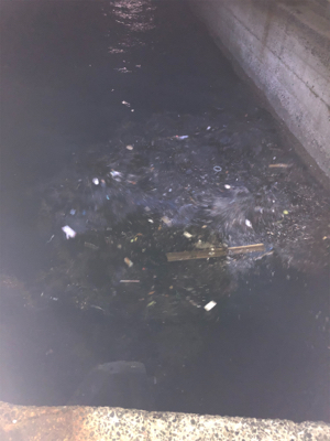 水温が下がったっぽい