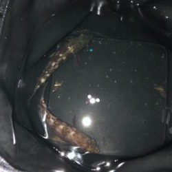 爆風メバリング