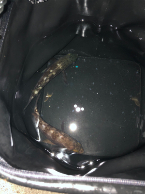 爆風メバリング