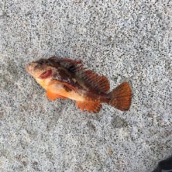 サゴシが食べたくて