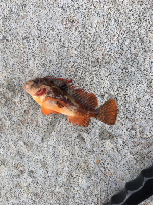 サゴシが食べたくて