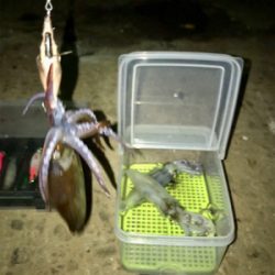 渋いけどヒイカまだ釣れます(^.^)