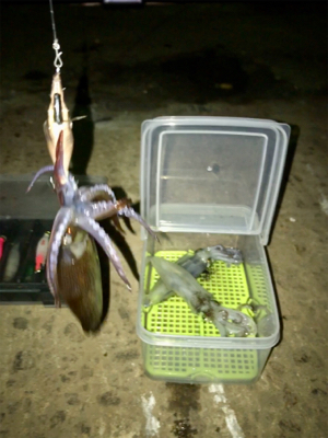 渋いけどヒイカまだ釣れます(^.^)