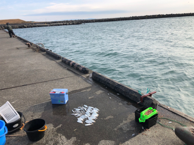 カタクチイワシとサッパ