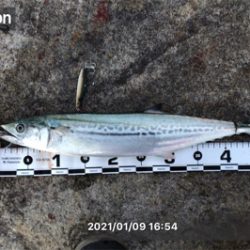 千歳地域 一応まだ釣れる…