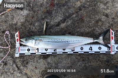 千歳地域 一応まだ釣れる…