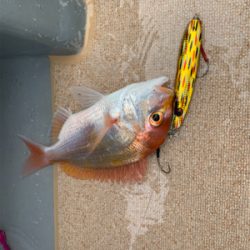 ドリームチェイサーさんにて