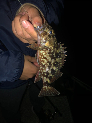 ちまちま根魚釣り