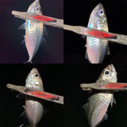 極寒・爆風アジング