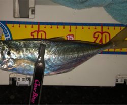 これでも竿頭(笑)