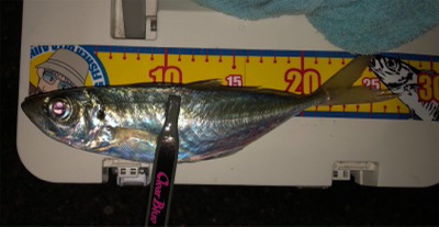 これでも竿頭(笑)