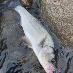 サラシの中のヒラスズキ！！