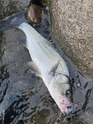 サラシの中のヒラスズキ！！