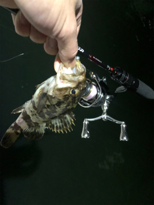 今年初釣りライトゲーム