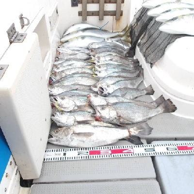 遊漁船SOUTH(サウス)釣果