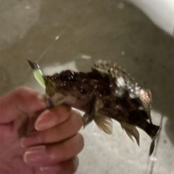 ガシラハンティング