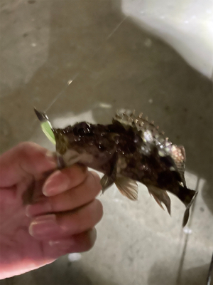 ガシラハンティング