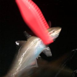 アジは何処に行ったの?