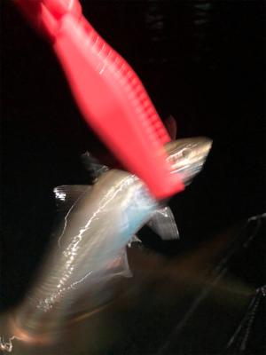 アジは何処に行ったの?