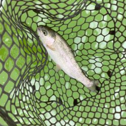 トラウトフィッシング