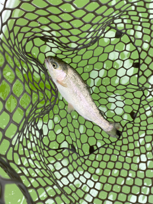 トラウトフィッシング