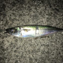 2021年淡路島初釣行!