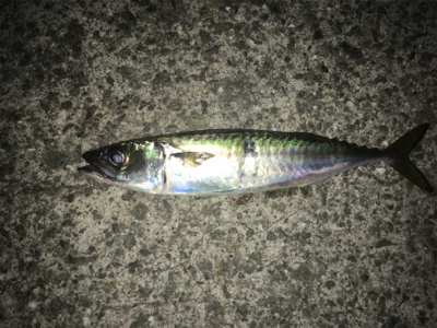 2021年淡路島初釣行！