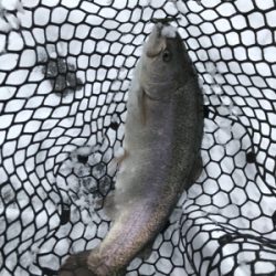 新年トラウト大勝利