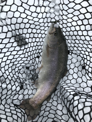 新年トラウト大勝利