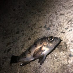 サイズが出ない。