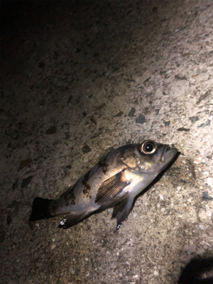 サイズが出ない。