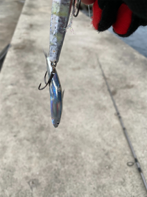 ベイトたっぷり