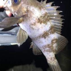 極寒メバリング