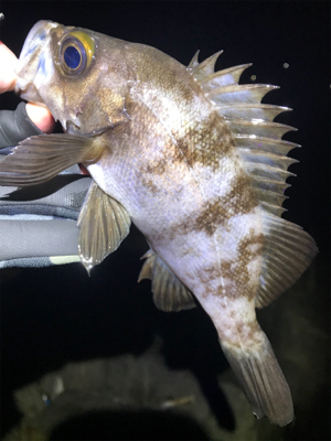 極寒メバリング