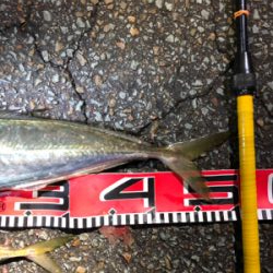 2021年初釣り アジ50cm‼︎