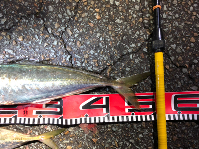 2021年初釣り アジ50cm‼︎